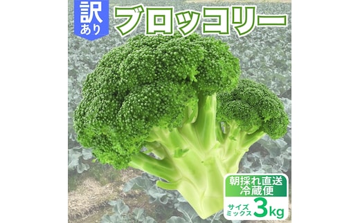 訳あり ブロッコリー 約3kg サイズミックス 朝採れ 当日 発送 新鮮 採れたて 産地直送 農家直送 国産 野菜 シャキシャキ 食感 茎 まで 甘い 栄養満点 ご家庭用 サラダ スープ お弁当 彩り野菜 旬 の 味覚 離乳食 食事管理中 に おすすめ 緑黄色野菜 冷凍 保存 可能 ストック 便利 人気 期間限定 旬 の 味覚 食卓 へ 愛媛県 愛南町 愛なんよ