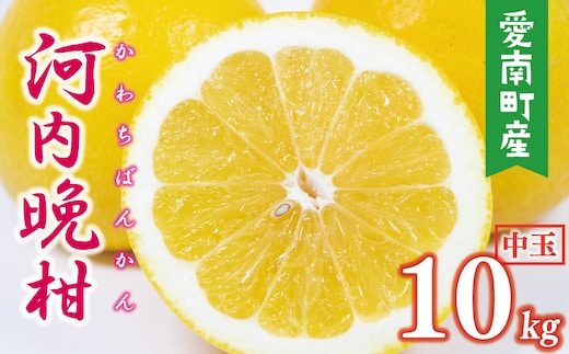 数量限定 先行予約 河内晩柑 樹齢 25年以上 中玉 10kg （ L ・ 2Lサイズ ） 12000円 みかん mikan 蜜柑 ミカン かわちばんかん 愛南ゴールド あいなん ゴールド 文旦 派生 和製 グレープフルーツ 産地直送 国産 農家直送 期間限定 特産品 ゼリー ジュース アイス 等に 人気 限定 甘い さわやか フルーツ 果物 柑橘 蜜柑 みかんの山祥 愛南町 愛媛県