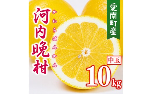 【先行予約】 数量限定 河内晩柑 樹齢 30年以上 中玉 10kg （ L ・ 2Lサイズ ） 12000円 みかん mikan 蜜柑 ミカン かわちばんかん 愛南ゴールド あいなん ゴールド 文旦 派生 和製 グレープフルーツ 産地直送 国産 農家直送 期間限定 特産品 ゼリー ジュース アイス 等に 人気 限定 甘い さわやか フルーツ 果物 柑橘 蜜柑 みかんの山祥 愛南町 愛媛県