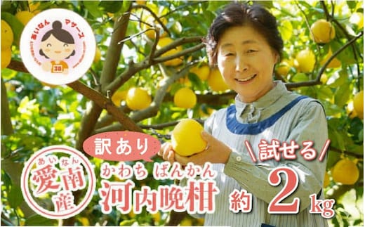 先行予約 訳あり 河内晩柑 2kg 5000円 みかん かわちばんかん わけあり ミカン mikan 愛南ゴールド あいなん ゴールド 家庭用 少量 お試し 文旦 グレープフルーツ 和製 家庭用 産地直送 国産 農家直送 期間限定 数量限定 先行 受付 事前 予約 ビタミン 特産品 ゼリー ジュース 人気 限定 さわやか 甘い フルーツ 果物 柑橘 蜜柑 規格外 あいなんマザーズ 愛南町 愛媛県