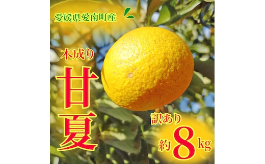 訳あり 甘夏 8kg 柑橘 かんきつ 蜜柑 愛媛 みかん 温州 みかん あまなつ 国産 こくさん mikan 果物 くだもの フルーツ デザート ジュース 果実 果肉 果汁 甘い ジューシー おいしい 濃厚 産地 直送 産直 特産品 愛媛県 愛南町 愛南町青果市場 