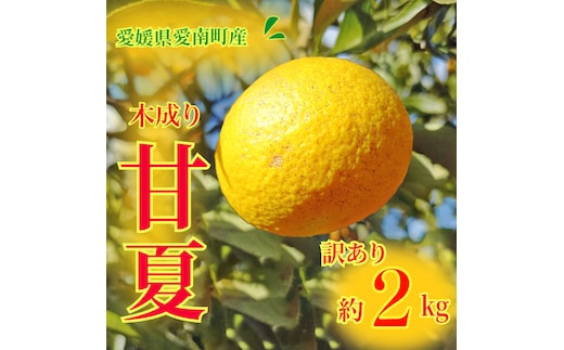 訳あり 甘夏 2kg 先行予約 柑橘 かんきつ 蜜柑 愛媛 みかん 温州 みかん あまなつ 国産 こくさん mikan 果物 くだもの フルーツ デザート ジュース 果実 果肉 果汁 甘い ジューシー おいしい 濃厚 産地 直送 産直 特産品 河内晩柑 愛媛県 愛南町 愛南町青果市場 