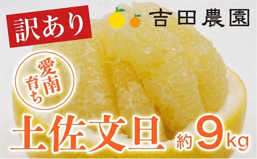 【先行予約】数量限定 訳あり 土佐文旦 9kg 10000円 みかん 文旦 ぶんたん 国産 家庭用 産地直送 農家直送 期間限定 ビタミン 特産品 人気 限定 さわやか 甘い フルーツ 果物 果実 柑橘 蜜柑 糖度 果樹園 おいしい 愛媛 みかん ブランド オレンジ 大小 サイズ ミックス ゼリー ジュース 人気 限定 先行 予約 事前 受付 愛南町 愛媛県 吉田農園