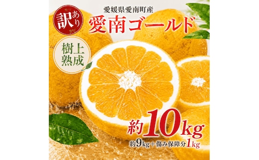 木成り 追熟 訳あり 愛南ゴールド 9kg+傷み保証分1kg 合計約10kg 河内晩柑 柑橘 フルーツ 果物 蜜柑 みかん くだもの mikan 家庭用 傷 不揃い 樹上 熟成 サイズミックス かわち ばんかん かんきつ 和製 グレープフルーツ デザート 果実 果汁 甘い ジューシー おいしい 特産品 国産 農園 直送 産地 直送 資格 大学 イノベーター エニシトラス 愛媛県 愛南町 