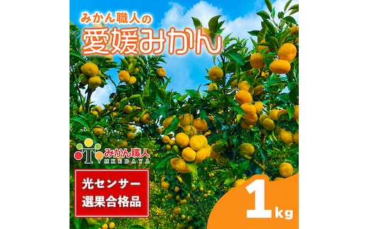 【先行予約】訳あり 愛媛みかん 1kg 人気 みかん 冬 秋 旬 厳選 光センサー選果 柑橘 かんきつ 果物 くだもの 国産 少量 お試し フルーツ スイーツ デザート ご褒美 みかん 蜜柑 大小 サイズ ミックス 不揃い 傷 温州 温州みかん 美味しい 農家直送 地場産品 こだわり みかん職人武田屋 愛媛県 愛南町