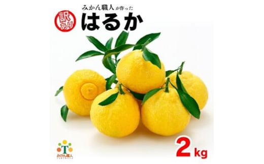 【先行予約】 訳あり はるか 2kg なくなり次第終了 フルーツ 果物 みかん 柑橘 かんきつ 期間限定 みかん 蜜柑 冬 糖度 みかん職人武田屋