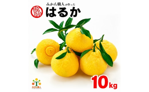 【先行予約】 訳あり はるか 10kg なくなり次第終了 柑橘 かんきつ 期間限定 みかん 蜜柑 冬 糖度 みかん職人武田屋 愛媛 愛南
