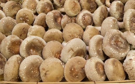 nc008佐喜浜しいたけバラエティーセット_ 国産 高知県 椎茸 シイタケ 規格外 訳あり