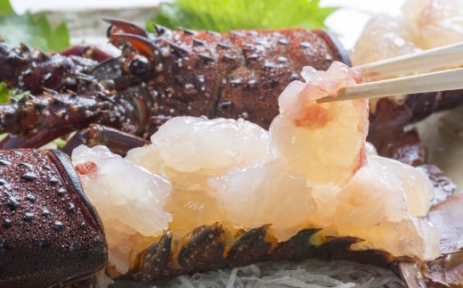 ry026お刺身に！！ 訳あり 活冷伊勢海老 １㌔（２尾～５尾程度）