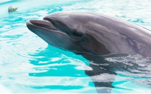 dr002トレーナー体験２名（３歳以上小学生）