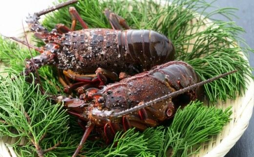 tk009室戸産活冷伊勢海老【２～３尾】