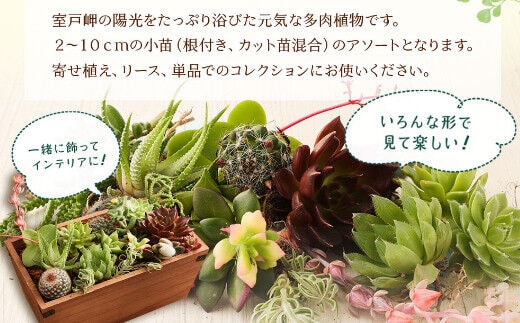 sh005【初心者におすすめ】多肉植物の小苗１０本セット（１０種類アソート） | dショッピングふるさと納税百選