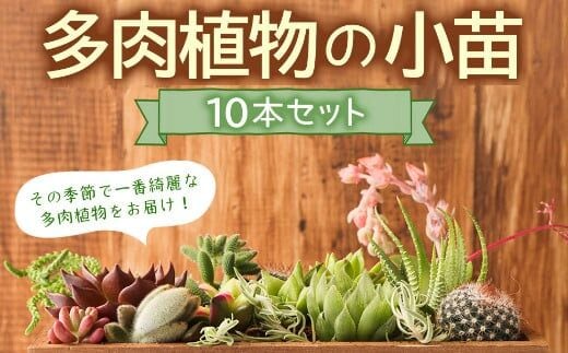 sh005【初心者におすすめ】多肉植物の小苗１０本セット（１０種類アソート） | dショッピングふるさと納税百選