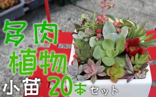 sh003多肉植物の小苗２０本セット（２０種類アソート）