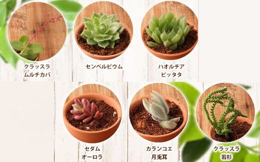 sh005【初心者におすすめ】多肉植物の小苗10本セット（10種類