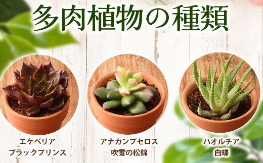 多肉植物 錦蝶 抜き苗 くろし