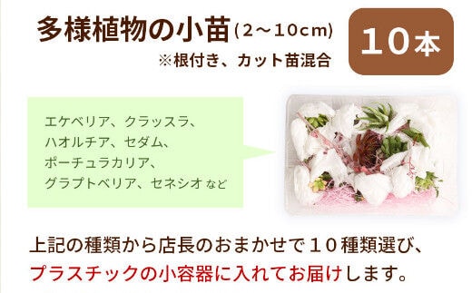 sh005【初心者におすすめ】多肉植物の小苗10本セット（10種類