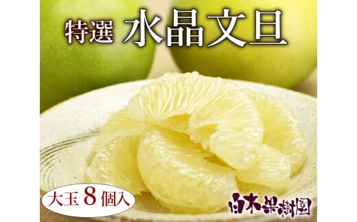 【先行予約】高知県産水晶文旦 特選ご贈答用 特大7個もしくは大玉8個〈2026年10月上旬～11月上旬頃発送〉 【白木果樹園】 [BQAI018]