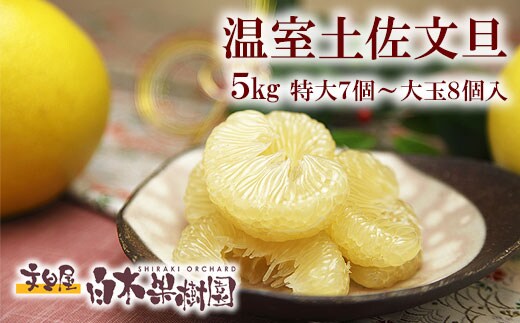 12月発送土佐文旦 温室土佐文旦 特選秀品ご贈答用大箱 約5kg 大玉8個もしくは特大7個入り 文旦 ハウス文旦 大玉サイズ 柑橘 みかん フルーツ ぶんたん ブンタン 果物 お取り寄せ おいしい 美味しい 高知県土佐市産 故郷納税 ふるさとのうぜい 返礼品 高知県 高知 お歳暮 冬ギフト