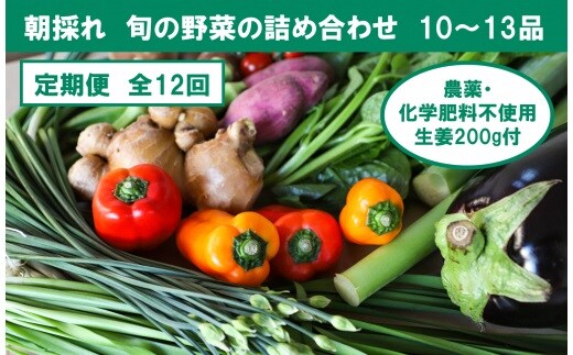 『定期便全12回』栽培期間中に農薬不使用の生姜200gと旬の野菜詰め合わせ10～13品目 旬の野菜 生姜 野菜 健康 詰め合わせ セット 採れたて おいしい 美味しい 自然 新鮮 故郷納税 ふるさとのうぜい 返礼品 高知県 高知