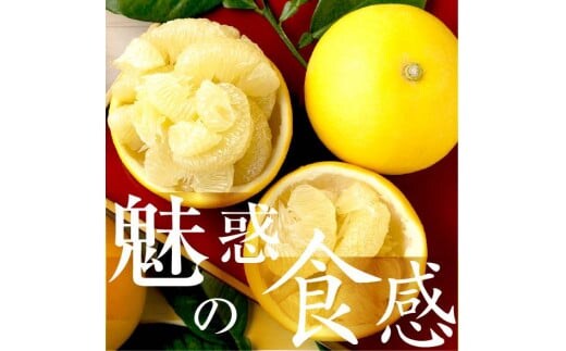 【先行予約】☆至高の柑橘 高知産 土佐文旦☆ M  28玉入【家庭用】〈2027年1月下旬頃より順次発送〉〈2027年1月下旬頃より順次発送〉ぶんたん ブンタン 果物 柑橘 フルーツ お取り寄せ おいしい 美味しい 故郷納税【TAMURAKAJUEN】