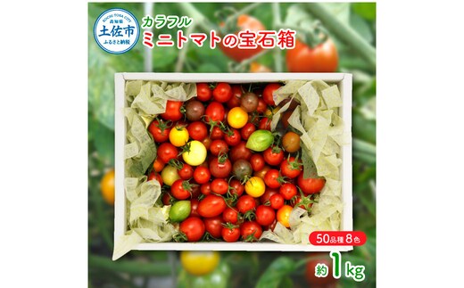 カラフルミニトマトの宝石箱 （約1kg） トマト ミニトマト とまと カラフルミニトマト 詰め合わせ カラフル トマト とまと 美味しい 野菜 高知県産