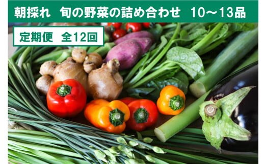 『定期便』全12回【土佐野菜】旬の野菜詰め合わせ10～13品目 旬の野菜 生姜 野菜 健康 詰め合わせ セット 採れたて おいしい 美味しい 自然 新鮮 故郷納税 ふるさとのうぜい 返礼品 高知県 高知