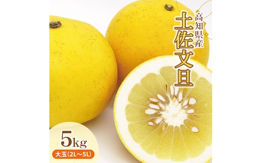 土佐文旦（ぶんたん）（大玉：２Ｌ～５Ｌ混合）約５ｋｇ【株式会社とさもん（土佐市）】 文旦 5キロ 約7～10玉 ぶんたん ブンタン 柑橘 果物 フルーツ お取り寄せ おいしい 美味しい