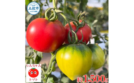 【先行予約】糖度9度以上 フルーツトマト しんちゃんトマト 750ｇ×2箱 合計約1.5kｇ (小～大玉サイズ 10～20個×2箱) 〈2027年1月〜発送〉/ トマト 高糖度 高知県産 ふるーつとまと 甘い 美味しい