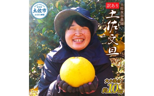 本場、高知県土佐市産！土佐水谷農園の露地土佐文旦 家庭用10キロ 10kg 大小混合（L - 上限なし：16玉前後） 訳あり 文旦 ぶんたん ブンタン 土佐文旦 ご自宅用 柑橘 フルーツ 果物 土佐 高知