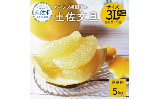 【先行予約受付】文旦 土佐文旦 ぶんたん ブンタン 期間限定 数量限定 約5kg 3Lサイズ8～9個 果物 柑橘 フルーツ 高知県産 家庭用 ご自宅用 傷 変形 美味しい おいしい 春 旬 