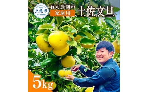 石元農園の土佐文旦 家庭用 約５キロ（７～１２玉） 期間限定 先行予約 土佐文旦 文旦 5kg ブンタン ぶんたん 果物 柑橘 フルーツ 高知県産 土佐市産 家庭用 傷 汚れ 美味しい おいしい