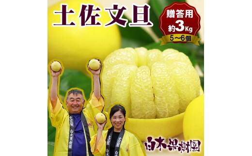 【先行予約】【果樹園直送】土佐文旦 2L中玉6個もしくは3L大玉5個入り〈2027年2月中旬～3月下旬頃発送〉 / 特選品贈答用 果物 柑橘 フルーツ ぶんたん ブンタン 文旦 高知県土佐市 お取り寄せ【白木果樹園】 [BQAI008]