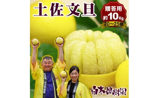 【果樹園直送】土佐文旦特選品贈答用 約10kg L～2L （20～25個） 果物 柑橘 フルーツ ぶんたん ブンタン 文旦 高知県土佐市 お取り寄せ 産地直送 おいしい 美味しい 返礼品 白木果樹園