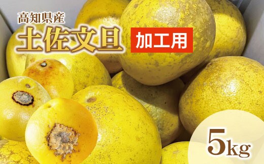 【先行予約】【訳あり】土佐文旦 加工用（M～5L混合）約5kg〈2027年2月中旬〜発送〉/ 文旦 5キロ 約8～15玉 ぶんたん ブンタン 柑橘 果物 フルーツ お取り寄せ【株式会社とさもん】
