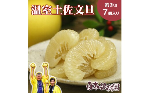 【先行予約】温室土佐文旦 Lサイズ 7個入り〈2026年12月上旬～2027年1月中旬頃発送〉 / お得箱 ブンタン ぶんたん 土佐文旦 フルーツ 果物 くだもの 柑橘 旬 訳あり わけあり ご自宅用 ご家庭用 おいしい 甘い【白木果樹園】 [BQAI039]