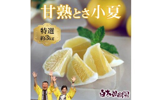 ＜先行予約＞甘熟とさ小夏 約3kg S～Lサイズ 特選品 贈答用 果物 柑橘 フルーツ 日向夏 ニューサマーオレンジ こなつ 小夏 すくも小夏 宿毛小夏 みかん 高知県 土佐市 お取り寄せ 産地直送 おいしい 美味しい ギフト