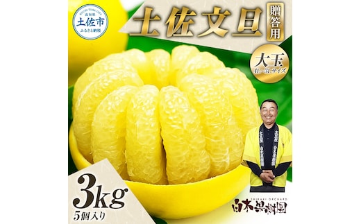 【果樹園直送】土佐文旦 特選品贈答用 約3kg 3L～4Lサイズ 5個入り 大玉 ぶんたん ブンタン フルーツ 柑橘 みかん 果物 くだもの 柑橘類 デザート おやつ 贈り物 プレゼント 白木果樹園