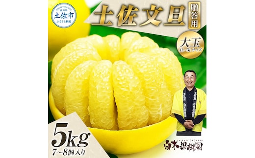 【果樹園直送】土佐文旦 特選品贈答用 約5kg 3L～4Lサイズ 7～8個入り 大玉 ぶんたん ブンタン フルーツ 柑橘 みかん 果物 くだもの 柑橘類 デザート おやつ 贈り物 プレゼント 白木果樹園