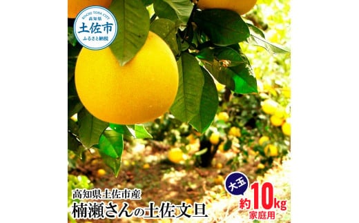 【先行予約】楠瀬さんの土佐文旦 家庭用大玉 約10kg 約10キロ 4L～2L ぶんたん ブンタン フルーツ 柑橘 みかん 果物 くだもの 柑橘類 デザート おやつ さっぱり おいしい 甘い お取り寄せ 国産