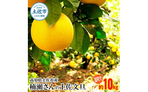 【先行予約】楠瀬さんの土佐文旦 訳あり 約10kg 約10キロ 4L～L ぶんたん ブンタン フルーツ 柑橘 みかん 果物 くだもの 柑橘類 デザート おやつ 甘い わけあり ご自宅用 ご家庭用 お取り寄せ 国産