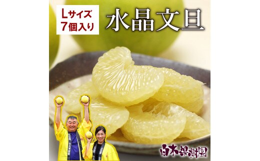 【先行予約】水晶文旦 Lサイズ 7個入り 約3kg〈2026年10月上旬～11月上旬頃発送〉 / 3キロ 果物 柑橘 フルーツ ぶんたん ブンタン みかん 分担 高知県土佐市 お取り寄せ 産地直送 おいしい 美味しい 返礼品【白木果樹園】 [BQAI016]
