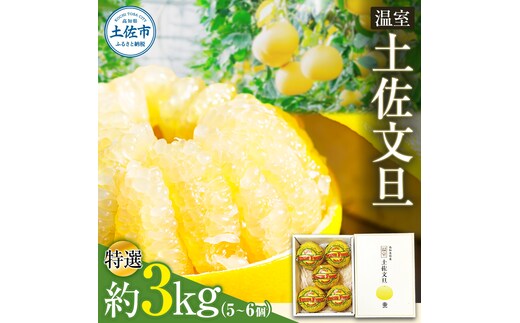 温室土佐文旦 ブンタン ぶんたん 特選 約3kg 約3キロ 5～6個 2L～3Lサイズ 柑橘 かんきつ 柑橘類 フルーツ 果物 くだもの デザート スイーツ おやつ 贈答 プレゼント ギフト 高橋農園直送 常温 配送 高知県 高知 土佐市