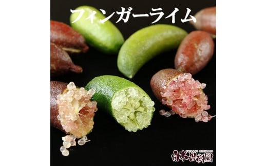 【先行予約】 フィンガーライム 約100g 100グラム〈2026年9月上旬～2026年11月下旬頃発送〉 / 当店おまかせ 果物 くだもの 果実 柑橘類 柑橘 フレッシュ 新鮮 お酒 果実酒 ジュース【白木果樹園】 [BQAI046]