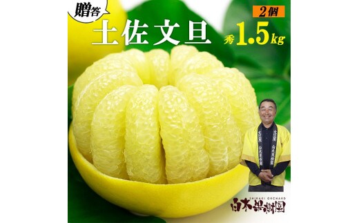【果樹園直送】土佐文旦 4L 2個入り 1.5kg 大玉 特選品贈答用 果物 柑橘 フルーツ ぶんたん ブンタン 文旦 高知県土佐市 お取り寄せ 産地直送 おいしい 美味しい 返礼品 白木果樹園