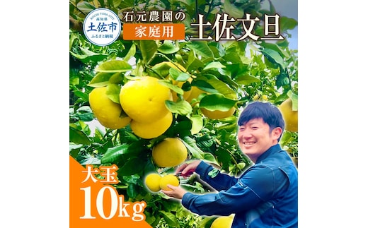 石元農園の土佐文旦 家庭用 大玉 約10キロ 10kg 3Lサイズ 4Lサイズ 文旦 ブンタン ぶんたん 柑橘 かんきつ 柑橘類 みかん フルーツ デザート おやつ 果物 高知 名物 傷 汚れ 家庭用 ご自宅用