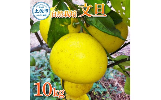 自然栽培文旦10kg 10キロ L～3Lサイズ 文旦 ブンタン ぶんたん 無農薬 柑橘 かんきつ 柑橘類 みかん フルーツ デザート 果物 ビタミン おやつ 国産 高知県産【有限会社四万十くじら】 [BQBR012]