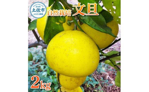 【先行予約】自然栽培文旦2kg L～3Lサイズ 〈2027年1月9日～4月30日発送〉文旦 ブンタン ぶんたん 2キロ 柑橘 かんきつ 柑橘類 みかん フルーツ デザート 果物 ビタミン おやつ 国産 高知県産 名物【有限会社四万十くじら】