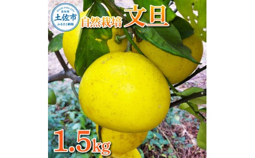 【先行予約】自然栽培文旦1.5kg L～3Lサイズ 〈2027年1月9日～4月30日発送〉文旦 ブンタン ぶんたん 1.5キロ 柑橘 かんきつ 柑橘類 みかん フルーツ デザート 果物 ビタミン おやつ 国産【有限会社四万十くじら】