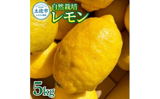 自然栽培レモン5kg